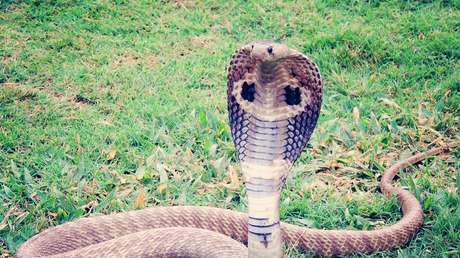 Una serpiente muerde a un anciano y este le responde de igual manera