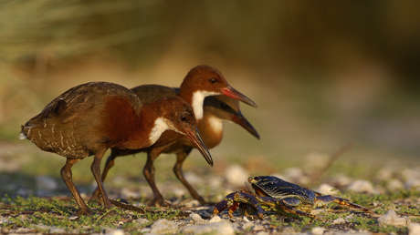 El ave que volvió de la muerte: Una especie extinguida regresó a la vida miles de años después