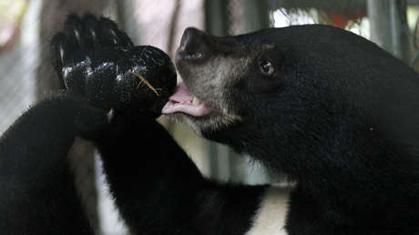 FOTO: Avistan un raro oso en la zona desmilitarizada entre las dos Coreas