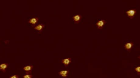 Filman por primera vez cómo nuestro sistema inmunológico mata bacterias agujereando las células