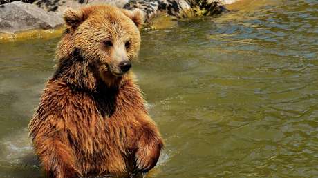 Un oso cae de un precipicio tras ser apedreado por un grupo de personas en la India (VIDEO)