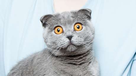 VIDEO: Un gato tranquiliza a un niño que sufre una crisis nerviosa (de una forma muy particular)