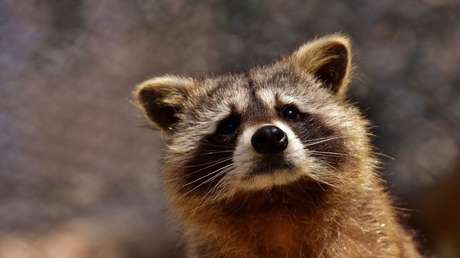 EE.UU.: La Policía advierte de la amenaza de los 'mapaches zombi' en Chicago