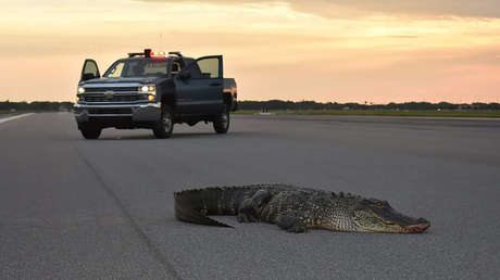 Un caimán bloquea el funcionamiento de una base aérea en Estados Unidos