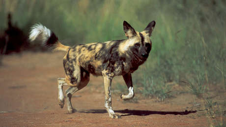 VIDEO: Un astuto perro salvaje finge estar muerto y huye de la boca de una leona