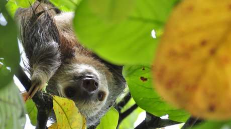 VIDEO: Un perezoso dirige un tierno gesto al hombre que le salvó de morir atropellado