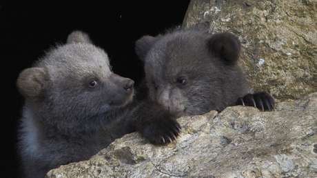 VIDEO: El dramático rescate de dos oseznos huérfanos que quedaron atrapados en un árbol por tres días