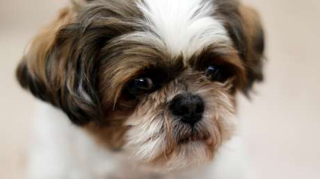 Sacrifican a una perrita sana para cumplir última voluntad de su dueña 