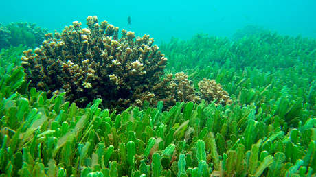 Científicos descubren agua conservada de la Edad de Hielo cerca de las Maldivas