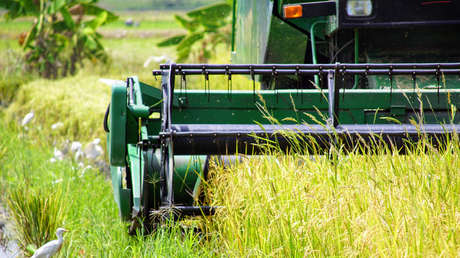 Construcción con biomateriales: usan la paja de arroz para crear aislante térmico y acústico en paredes