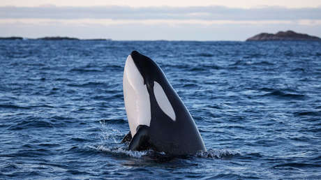 VIDEO: Orcas se divierten con sus presas porque "en el océano no hay mucho con qué jugar"
