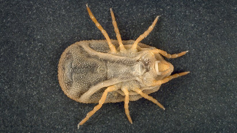 Descubren un nuevo y misterioso virus que está causando estragos en las zonas rurales de China