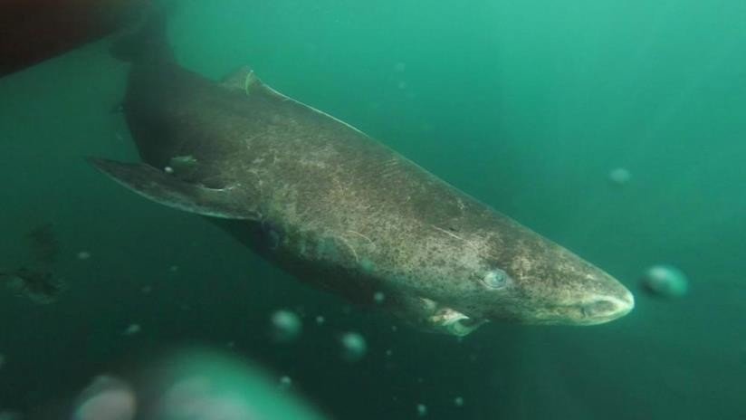 VIDEO: Le cortan la cola a un tiburón por diversión, lo dejan ir condenándolo a una muerte segura y causan indignación