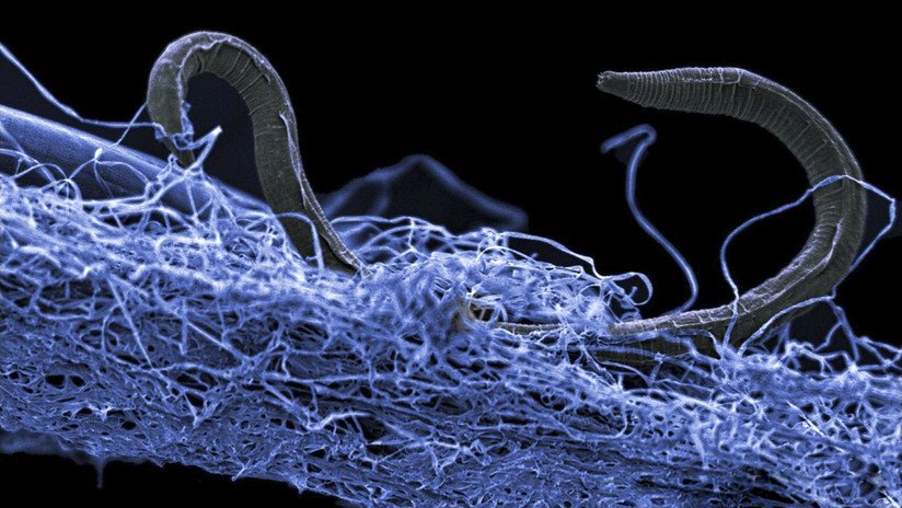 Un descubrimiento sobre el sistema nervioso humano echa por tierra "uno de los dogmas más básicos de la biología"