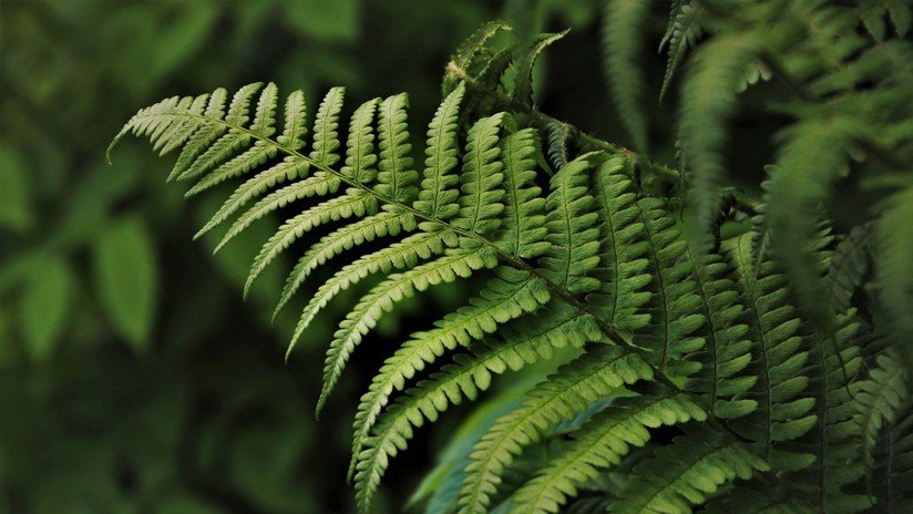 "Malas noticias para la Tierra": Las plantas se extinguen 500 veces más rápido de lo normal