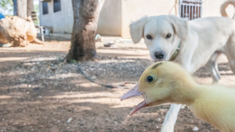 El video del perro que pierde el control y se desmaya al ver unos patos es más triste de lo que imaginas