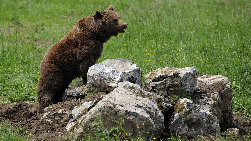 Una osa ataca a un hombre que intentaba defender a su perro (FOTO)