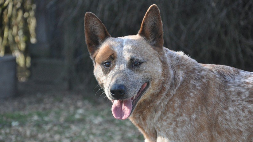 EE.UU.: Una familia deja su perro en un refugio de animales y lo sacrifican por error (FOTO)