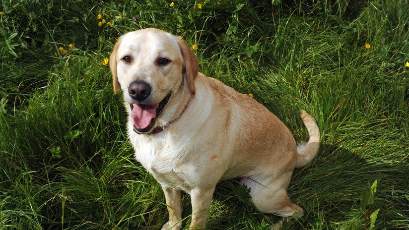 'Hachiko' argentino: Una perrita lleva más de un año en la comisaría donde su dueño permanece detenido