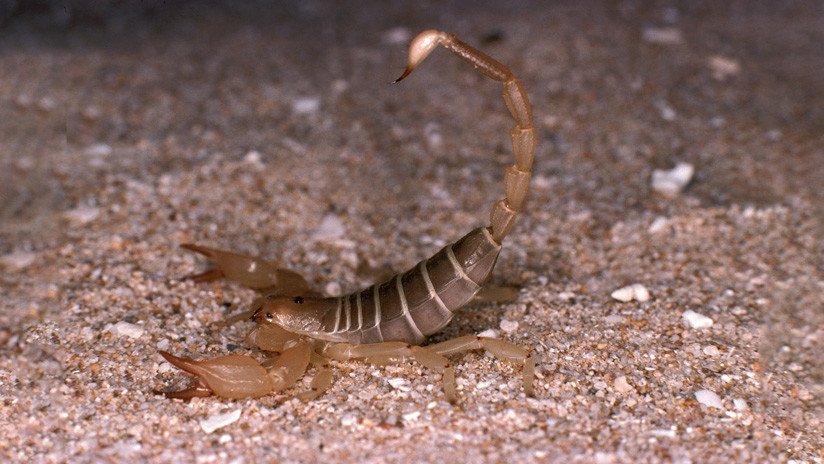 Hallan en el veneno de alacrán una cura contra la tuberculosis e infecciones por estafilococo
