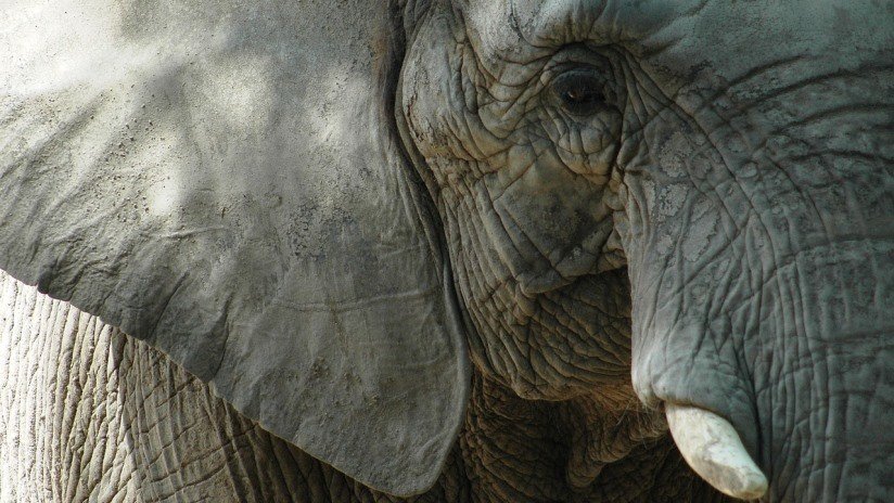 VIDEO: Golpean salvajemente a elefantes para que participen en un partido de fútbol