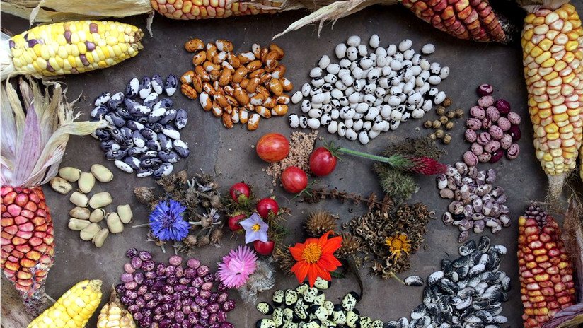 Qué es un 'sistema regenerativo de vida' y cómo más de 100 familias lo desarrollan en Ecuador