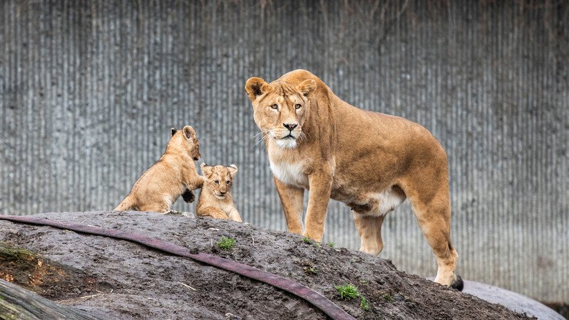VIDEO: Disfrazan a un hombre de león en Japón para ensayar una captura y la reacción de los felinos no tiene precio