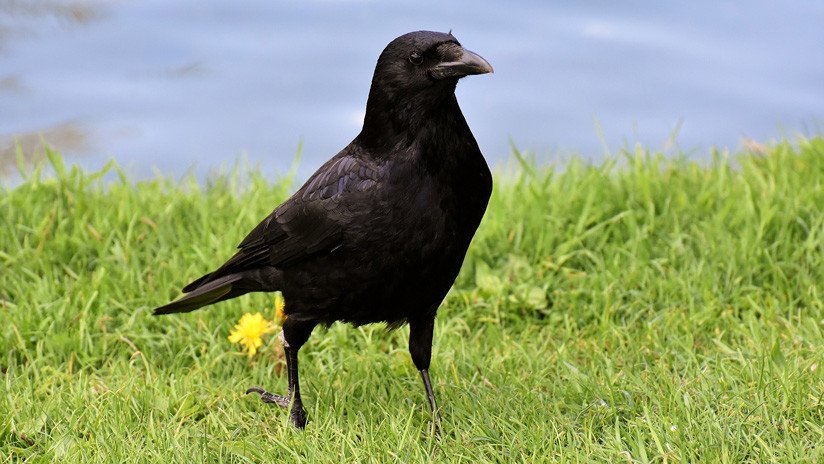 VIDEO: Aclaran el fenómeno del aterrador cuervo 'megamúsculo'