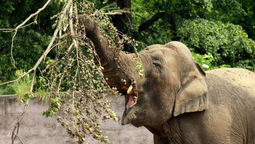 VIDEO: Un elefante espanta a un leopardo que acechaba a un impala