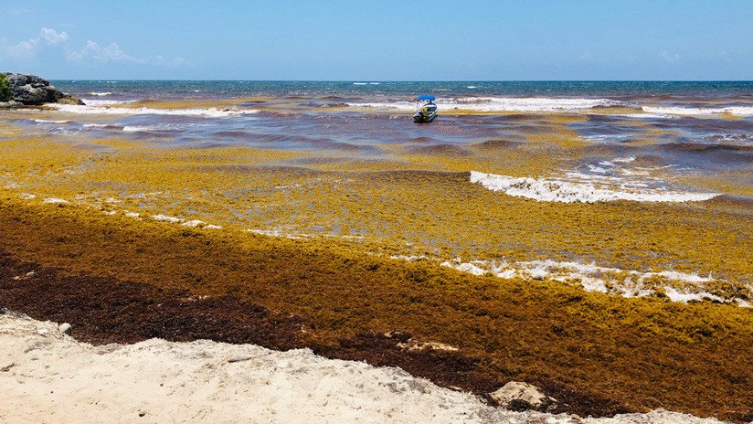 13 países participan en cumbre para atender la crisis del sargazo que afecta a México y el mar Caribe