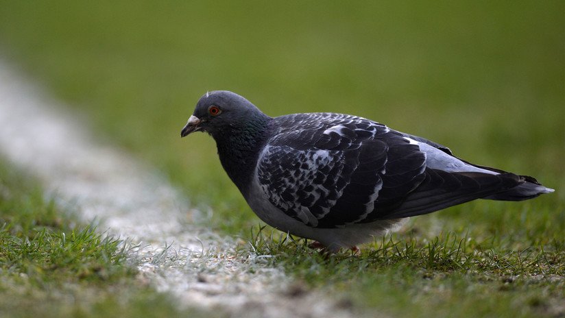 ¿Un balón con plumas? Una paloma capta la atención del Argentina-Venezuela en la Copa América (VIDEO)