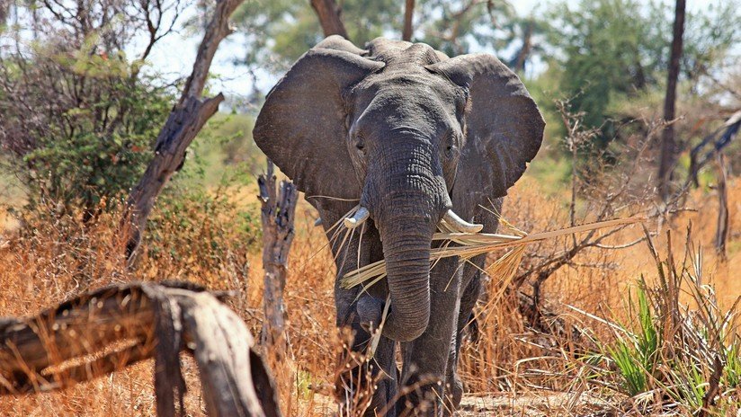 VIDEO: Elefantes furiosos atacan y empujan coches que obstaculizaban su ruta migratoria