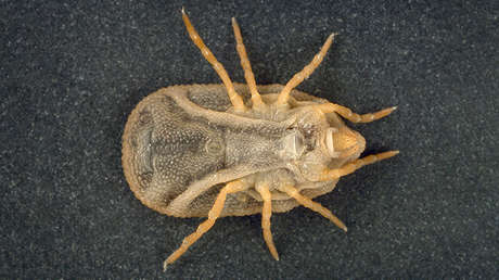 Descubren un nuevo y misterioso virus que está causando estragos en las zonas rurales de China