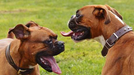 VIDEO: Dos perros se lanzan al rescate de su amo cuando dos ladrones lo atracaban en Buenos Aires