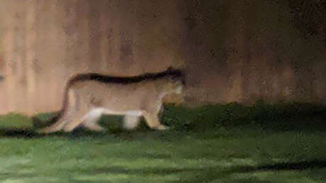 Unos perros salvan a un niño de cuatro años del ataque de un puma