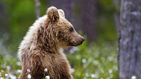 VIDEO: Un raro osezno albino es filmado junto a su madre en Canadá