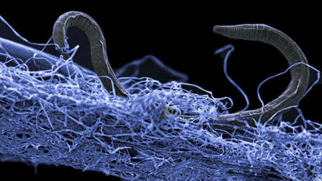 Un descubrimiento sobre el sistema nervioso humano echa por tierra "uno de los dogmas más básicos de la biología"