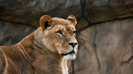 VIDEO: Jefe de una ONG de protección animal le tira una torta de cumpleaños en la cara de un león y enfurece a la Red