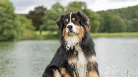 VIDEO: Esta perra muestra cómo jugar a la jenga sin derribar la torre