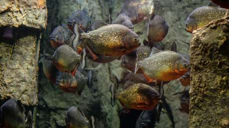 Lectores se burlan de los tabloides británicos por afirmar que Kim Jong-un lanzó a un general a las pirañas