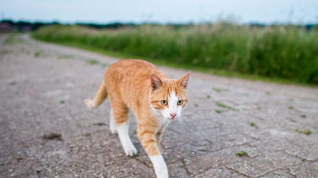 FOTOS: Científico define el 'carácter' de los volcanes chilenos con imágenes de gatitos y la Red estalla