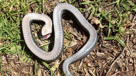Una 'serpiente zombi' finge estar muerta cuando se siente amenazada