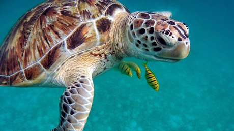 Se busca candidato para descansar en un complejo hotelero de Maldivas... a cambio de cuidar tortugas