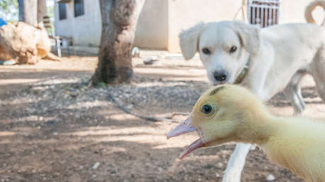 El video del perro que pierde el control y se desmaya al ver unos patos es más triste de lo que imaginas