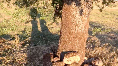 El calor estival activa dos plagas de insectos en Cerdeña y el norte de Italia (FOTOS, VIDEOS)