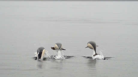 FOTO: Fotografían por primera vez a un delfín liso en el estrecho de Magallanes