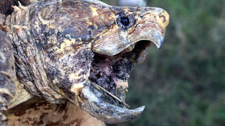 Un niño inglés de cuatro años resuelve el misterio del 'monstruo del lago' que mutilaba peces