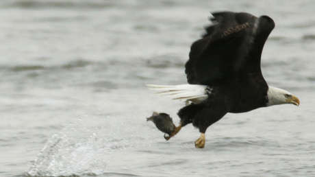 VIDEO: Filman a un águila nadando como una persona en un lago de EE.UU.