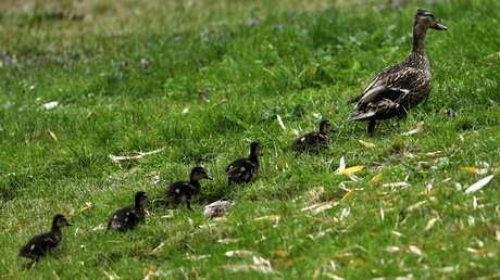 VIDEO: Una familia de patos provoca un accidente y hace detener el tráfico en una carretera rusa