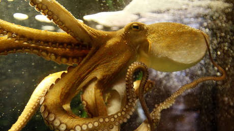 VIDEO: Un pulpo toma como 'rehén' a una joven que buceaba en Hawái 